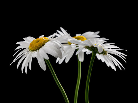 Fototapeta Camomile flower on a black background. 