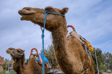 camels in they natural environment during day time, Morocco