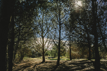 Obraz na płótnie Canvas paisaje con pinos cielo y sol cálido