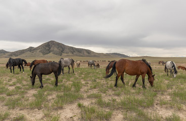 Fototapeta premium Herd of Wild Horses in Utah
