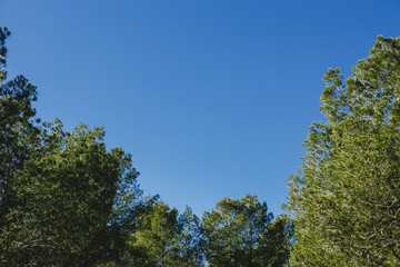paisaje con pinos cielo y sol cálido
