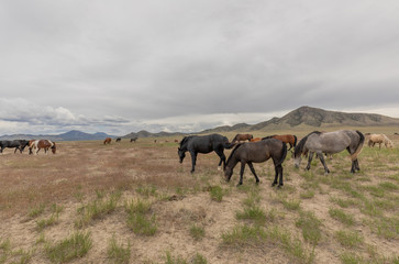 Herd of Wild Horses in Utah