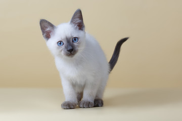 Blue-eyed cat on a beige background