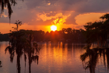 Spanish Moss Hanging From Lakeside Cypress Trees at Sunset
