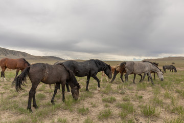 Naklejka na ściany i meble Herd of Wild Horses in Utah