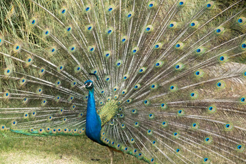Fototapeta premium Peacock Spreading Tail