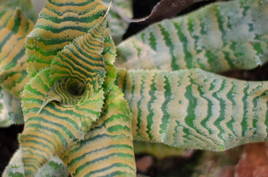 Cryptanthus Zonatus plant in botanical garden. close-up