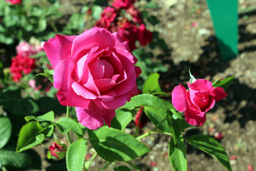 detail of nice rose