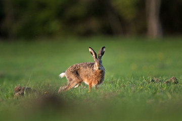 Obraz na płótnie Canvas European hare, lepus europaeus