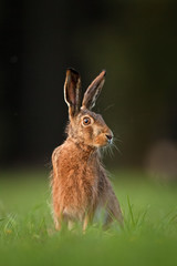  European hare, lepus europaeus