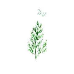 Dill herb spice isolated on white background