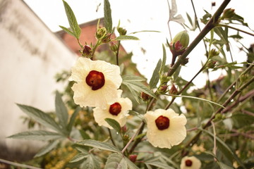 Flores de hibisco vermelhas e brancas em jardim