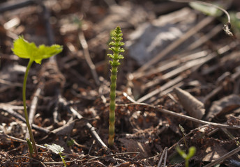 Beautiful horsetail sprouts in spring on a natural background