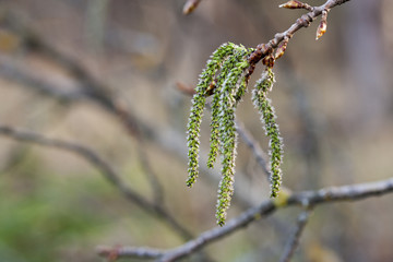 Catkins poplar undiscovered in spring. Populus tremula, aspen is a species of poplar in the rays of...