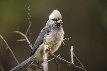 White-headed mousebird in Samburu National park in Kenya