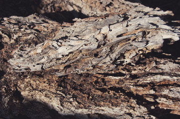 Dried wood and bark