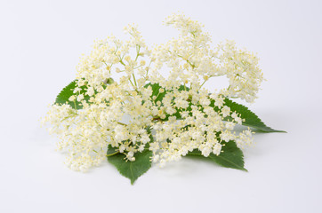 Holunderblüten