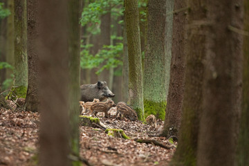 wild boar, sus scrofa