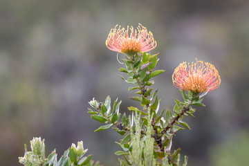 Beautiful Pincushion flowers in a private reserve.