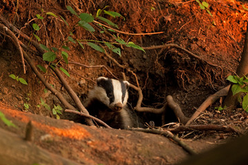 European badger, meles meles © prochym