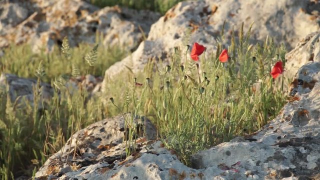 Poppies among the rocks in the sunset background in salento - Italy