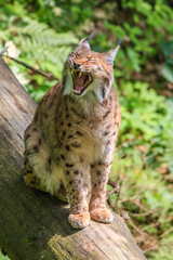 Lynx sitting on a fallen tree trunk yawning