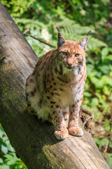 Lynx sitting on a fallen tree trunk