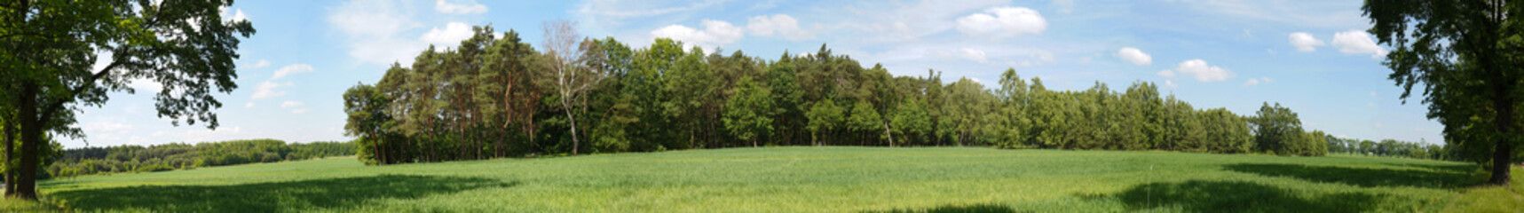 A small forest among farmland-panorama.