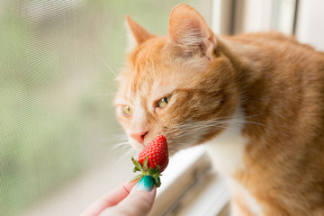 the red cat sniffing strawberries. strawberry in hand. red cat