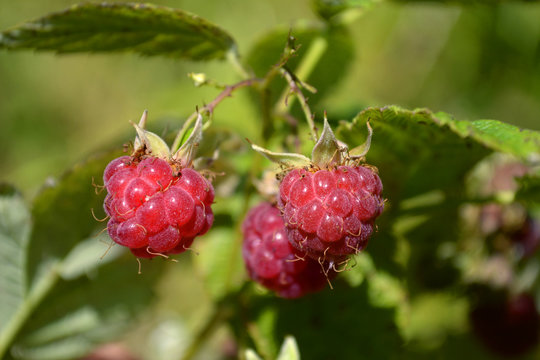 Three fresh ripe raspberries on the branch. Close up, blurred background