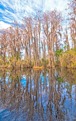 Fototapeta premium Reflections in the Calm Waters of a Freshwater Swamp