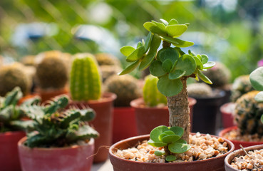 Many kind of healthy cactus planted together in plastic pot inside of cactus farm