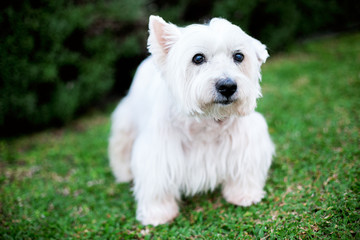 Cute West Highland White Terrier