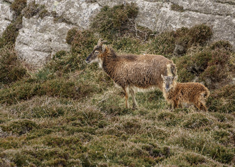 Obraz premium Wild feral goats on moorland besides rocky outcrop