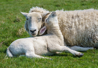 Single new born lamb with ewe relaxed on grass