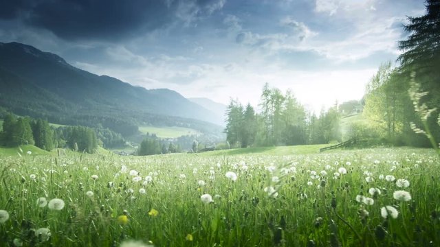 field of spring dandelions in Dolomites,South Tyrol, Italy