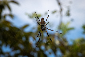 A big spider hanging out in his web