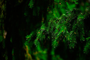 Fir tree branch background