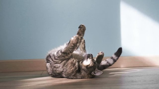 kitten rest in sunny room, slow motion video