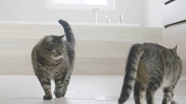 kitten attack on a cat, bathroom