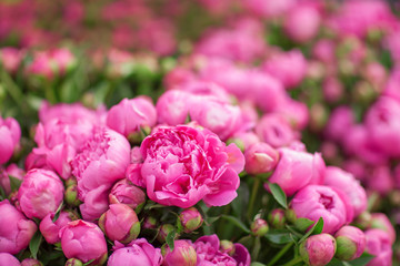 beautiful fresh peonies at the weekly market, can be used as background  - obrazy, fototapety, plakaty