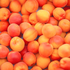 fresh bright yellow plums, mirabelles, in the weekly market, can be used as background