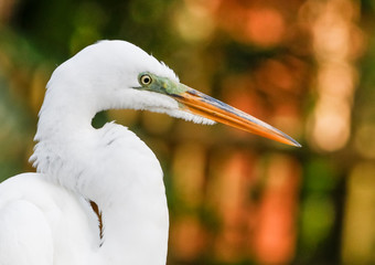 Great white Egret - Ardea alba