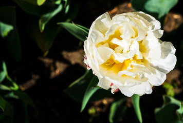 Tulpen im Garten 