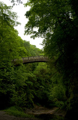 Bridge in the forest