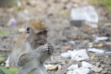 Monkey is eating food from bin