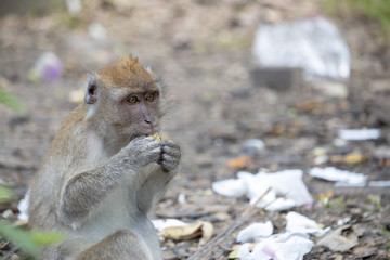 Monkey is eating food from bin
