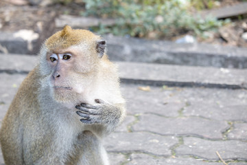 Obraz premium Monkey is wondering