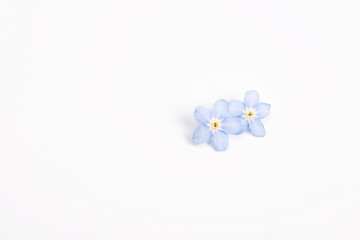 Two blue flowers on a white background.