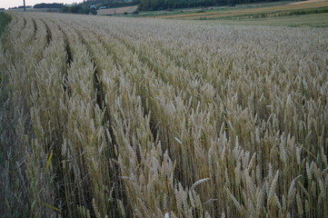 Wheat field